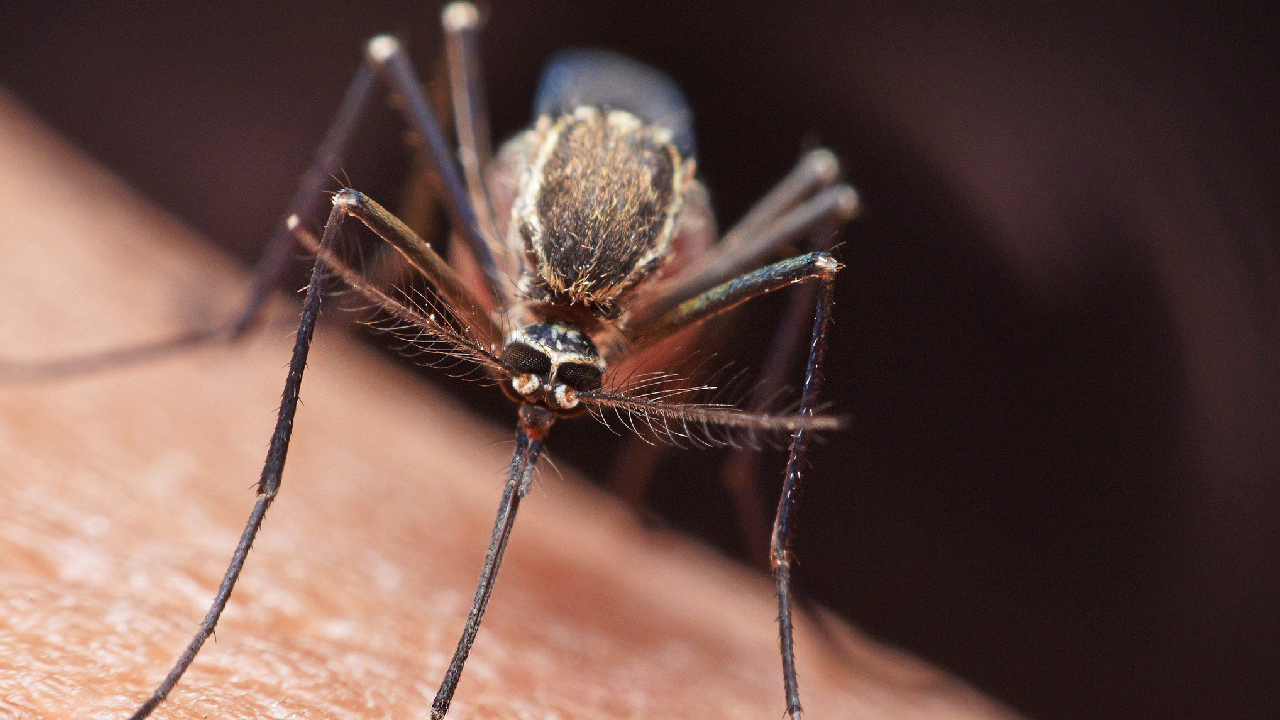 travel-health-mosquito